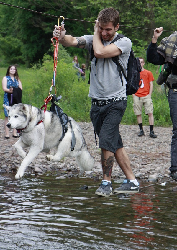 husky funny across the river