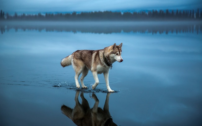 husky ice water dog