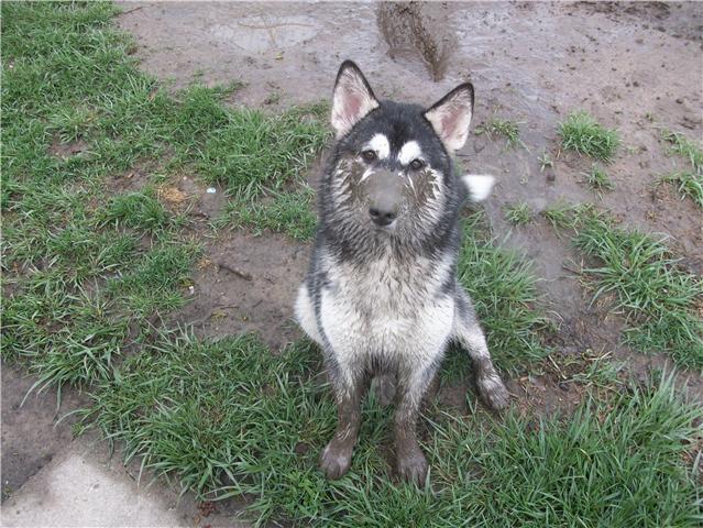 16 Reasons Huskies Are Not The Friendly Dogs Everyone Says They Are 11 husky mud photo