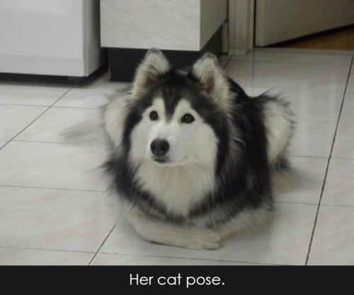 husky photo pics cat pose