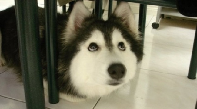 The 30 Most Important Huskies Of 2015 10