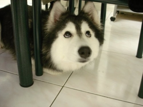 husky photo pics image