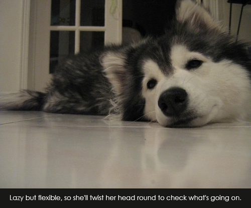 husky photo pics photography