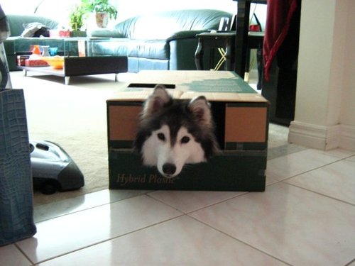 husky photo pics