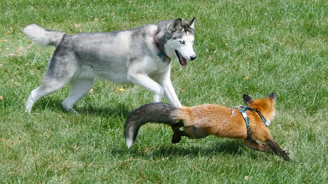 16 Reasons Huskies Are Not The Friendly Dogs Everyone Says They Are 10 husky play fox
