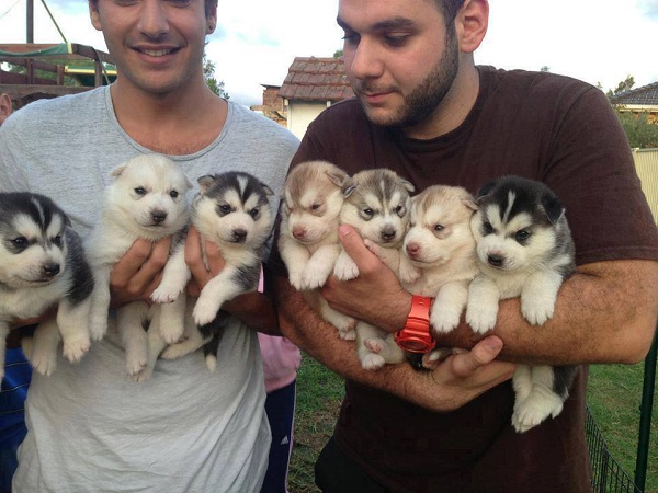 husky puppies