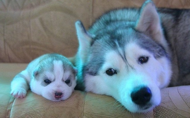 16 Reasons Huskies Are Not The Friendly Dogs Everyone Says They Are 16 husky with puppy cute