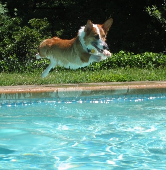 18 Reasons Corgis Are Totally Unfit To Be Pets 13 jumping corgi water pool
