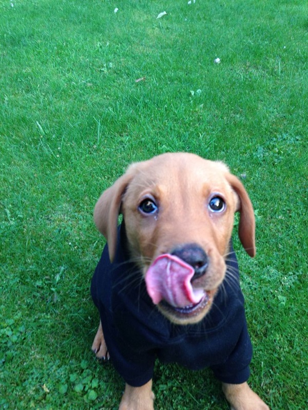 25 Reasons Labradors Are Actually The Worst Dogs To Live With 5 lab hoodie photo