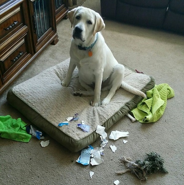 25 Reasons Labradors Are Actually The Worst Dogs To Live With 9 labrador mess funny