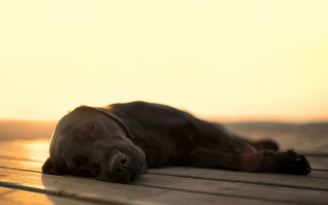 25 Reasons Labradors Are Actually The Worst Dogs To Live With 6 labrador napping