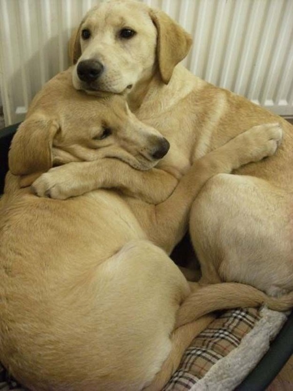 25 Reasons Labradors Are Actually The Worst Dogs To Live With 1 labradors cuddling
