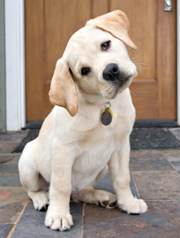 25 Reasons Labradors Are Actually The Worst Dogs To Live With 22 look lab puppy awesome