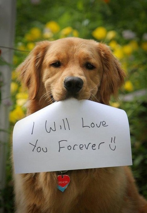 love dogs