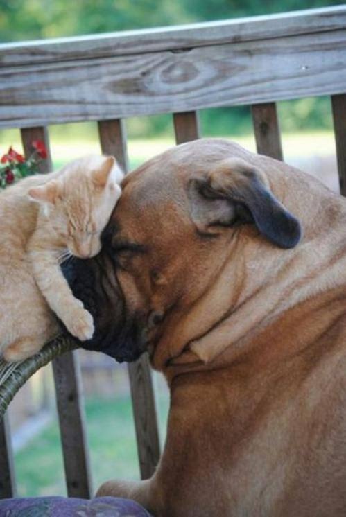 20 Reasons Mastiffs Are Actually The Worst Dogs To Live With 17 mastiff cat friends