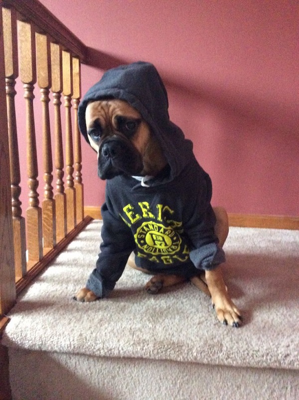 20 Reasons Mastiffs Are Actually The Worst Dogs To Live With 6 mastiff hoodie