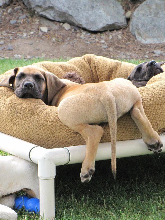 20 Reasons Mastiffs Are Actually The Worst Dogs To Live With 5 mastiff napping