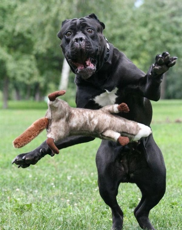 20 Reasons Mastiffs Are Actually The Worst Dogs To Live With 14 mastiff playing funny