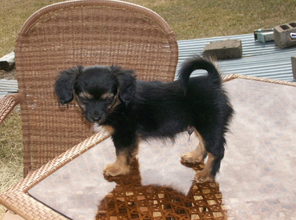 34 Unreal Dachshund Cross Breeds You Have To See To Believe 2