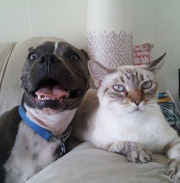 12 Reasons Why You Should Never Own Pit Bulls 6 pit bull cat cute