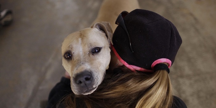 16 Reasons Pit Bulls Are Not The Friendly Dogs Everyone Says They Are 2