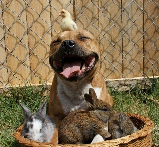 pit bull friends rabbits chick