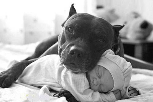 pit bull kid sleep