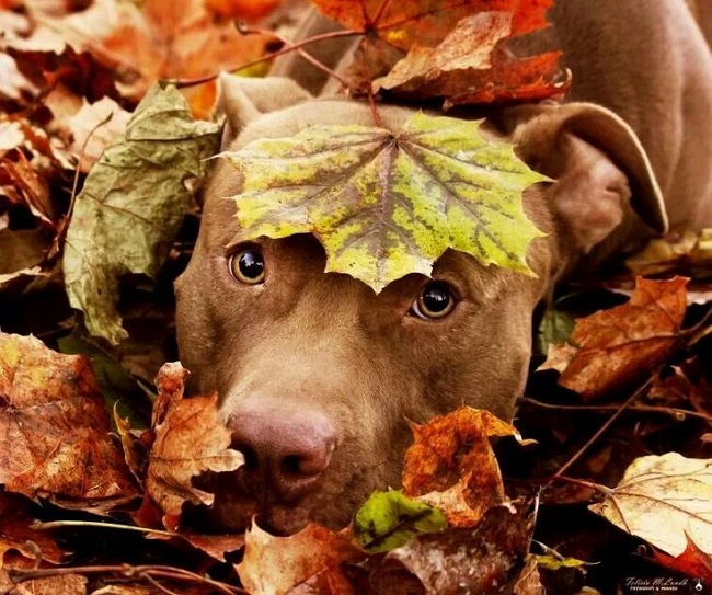 pit bull leaves eyes hide
