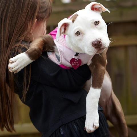 pit bull photo girl pics