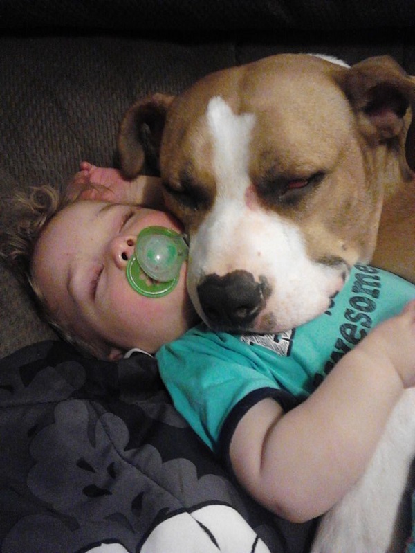 12 Reasons Why You Should Never Own Pit Bulls 10 pit bull sleep with kid