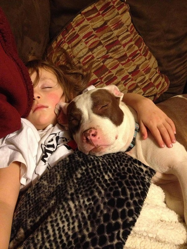 12 Reasons Why You Should Never Own Pit Bulls 4 pit bull with kid sleeping