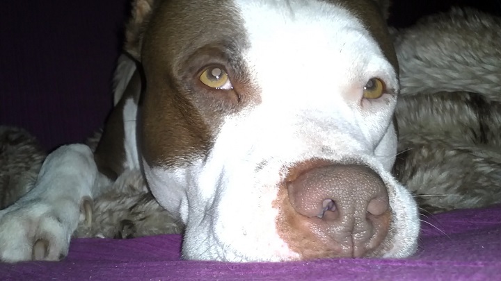 pitbull face closeup