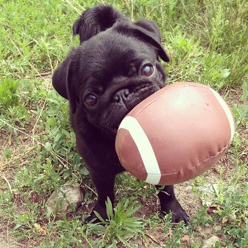 19 Reasons Pugs Are Actually The Worst Dogs To Live With 14 play ball pug dog