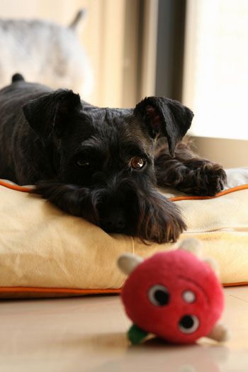 16 Reasons Schnauzer Are Actually The Worst Dogs To Live With 12 play schnauzer time
