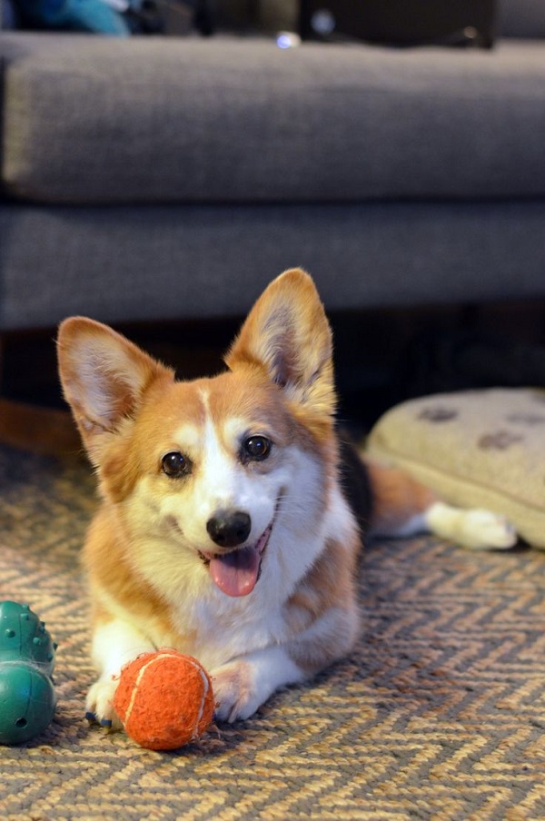 19 Reasons Corgis Are Actually The Worst Dogs To Live With 13 playful corgi photo ball