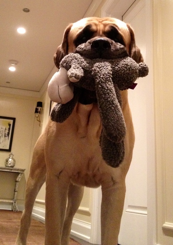 20 Reasons Mastiffs Are Actually The Worst Dogs To Live With 8 playful mastiff toy