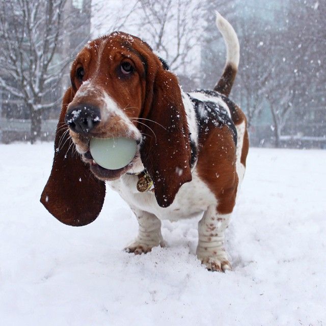 18 Reasons Basset Hounds Are Actually The Worst Dogs To Live With 14 playing basset hound ball snow