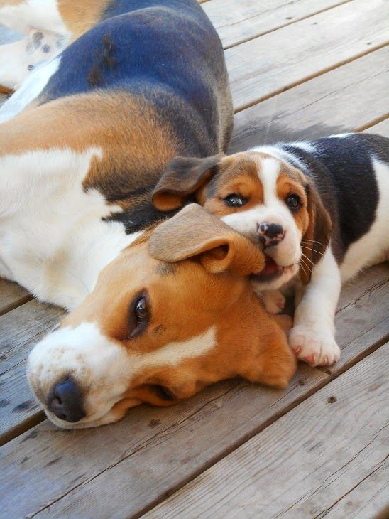 18 Reasons Beagles Are The Worst Dogs To Live With 9 playing beagle puppy