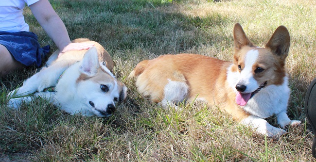 18 Reasons Corgis Are Totally Unfit To Be Pets 16 playing corgis photo