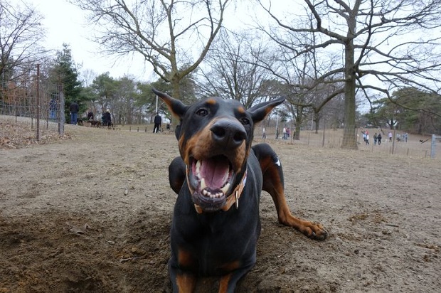 18 Reasons Dobermans Are Actually The Worst Dogs To Live With 14 playing doberman pics