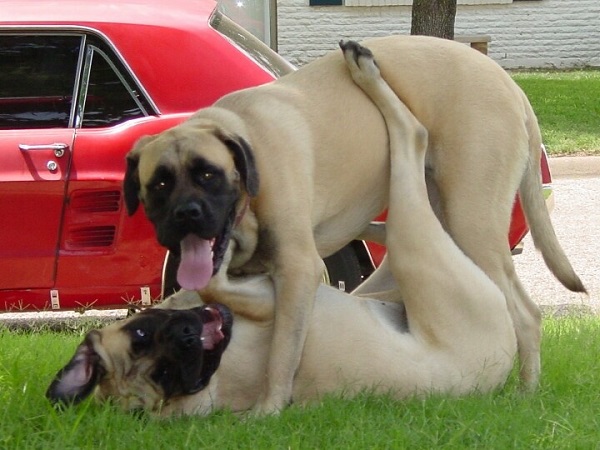 20 Reasons Mastiffs Are Actually The Worst Dogs To Live With 13 playing mastiffs english