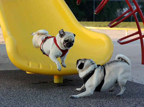 19 Reasons Pugs Are Actually The Worst Dogs To Live With 15 playing park pugs