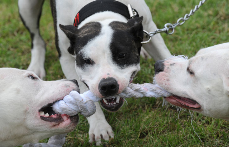 playing pit bulls