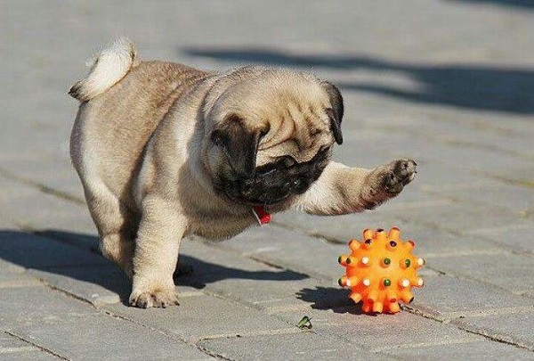 19 Reasons Pugs Are Actually The Worst Dogs To Live With 13 playing pug photo