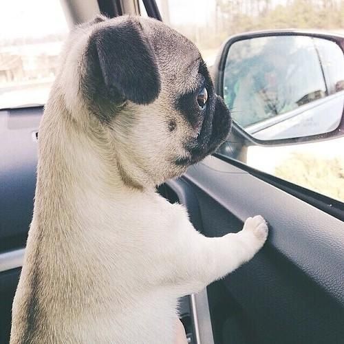 19 Reasons Pugs Are Actually The Worst Dogs To Live With 11 pug car cute
