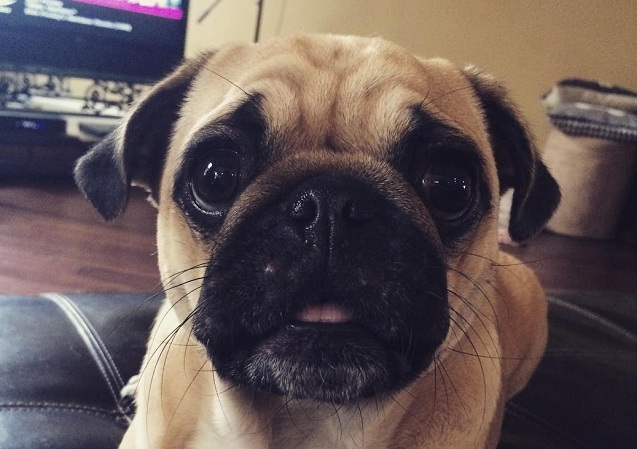 pug dog