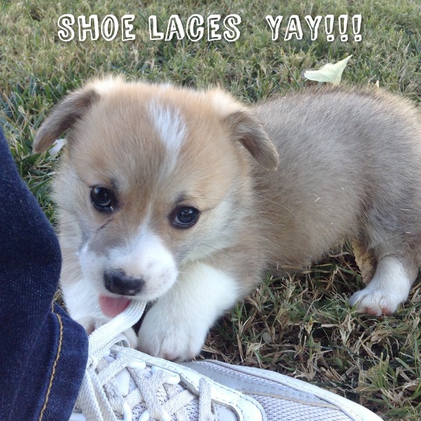 18 Reasons Corgis Are Totally Unfit To Be Pets 12 puppy corgi shoelaces