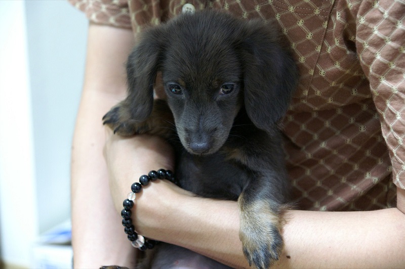 puppy dachshund face pics