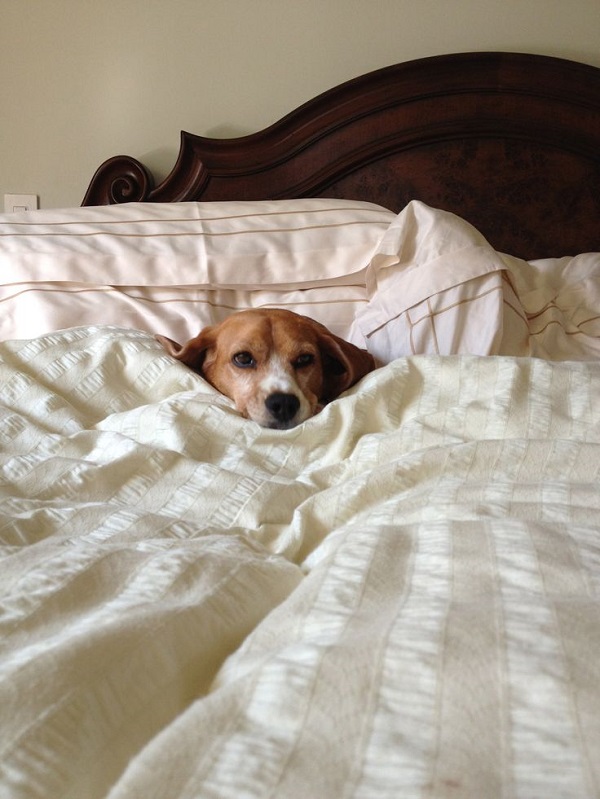 18 Reasons Beagles Are The Worst Dogs To Live With 8 rest beagle photo