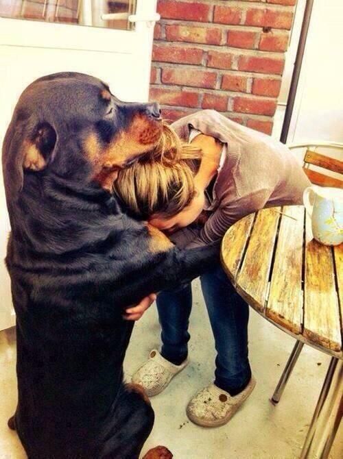 rottweiler love
